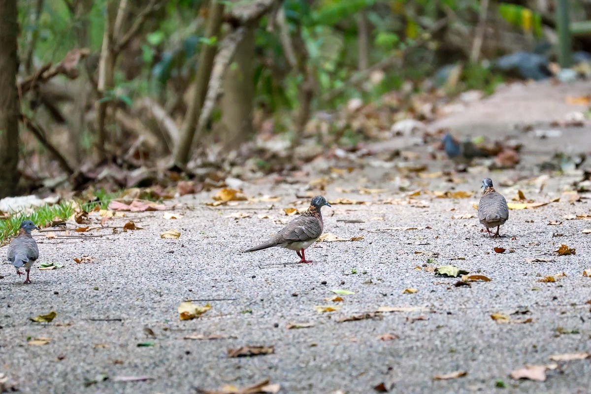 Bar-shouldered Dove - ML644908289