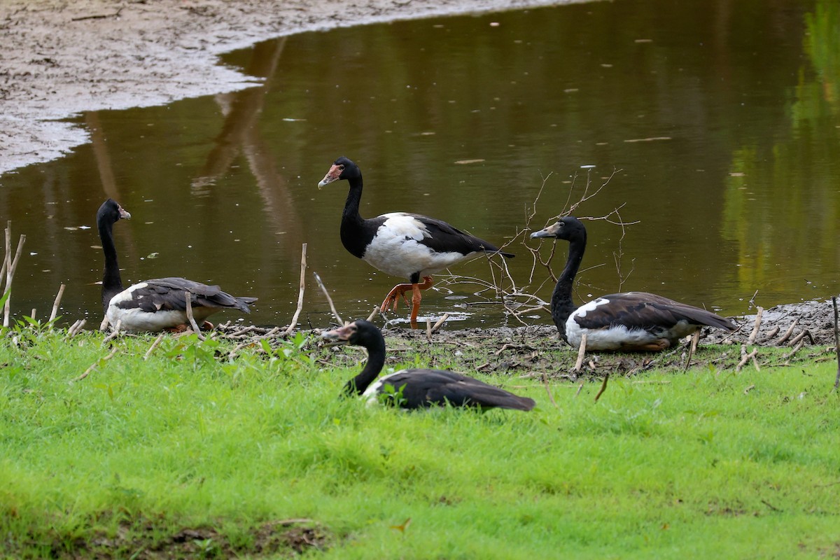 Magpie Goose - ML644908298