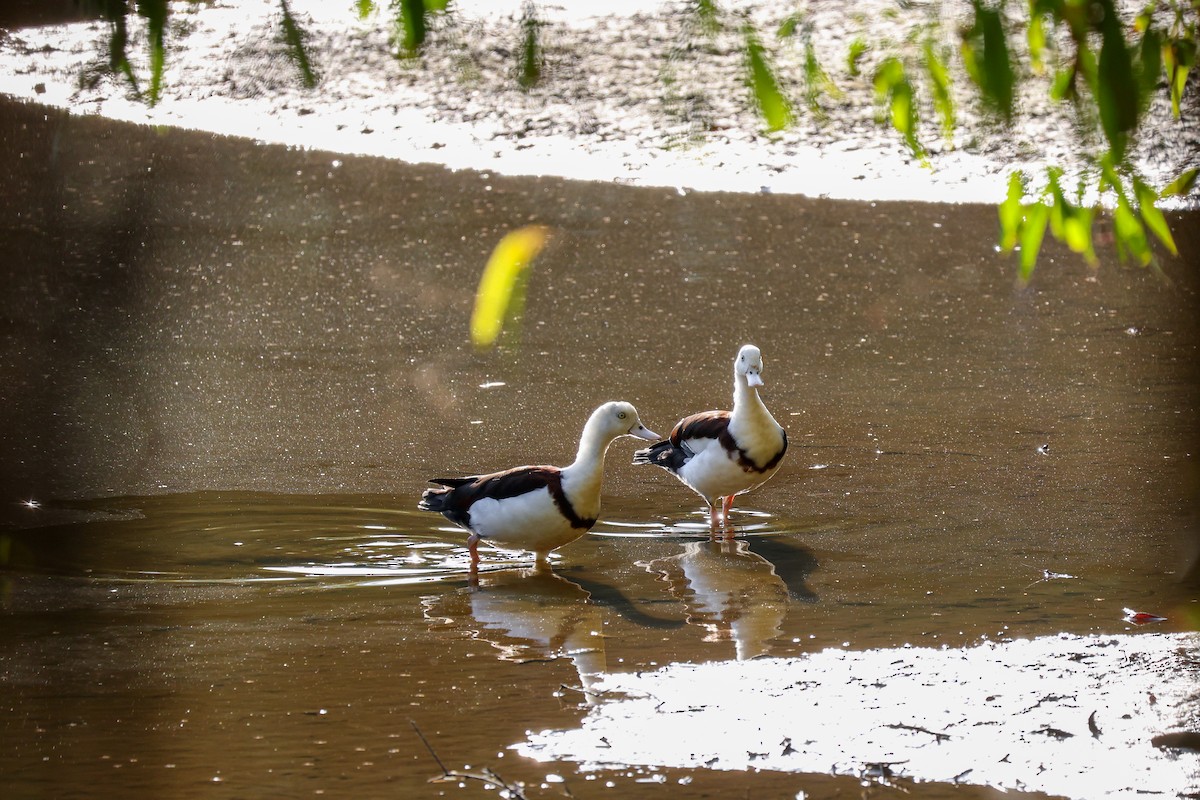 Radjah Shelduck - ML644908299