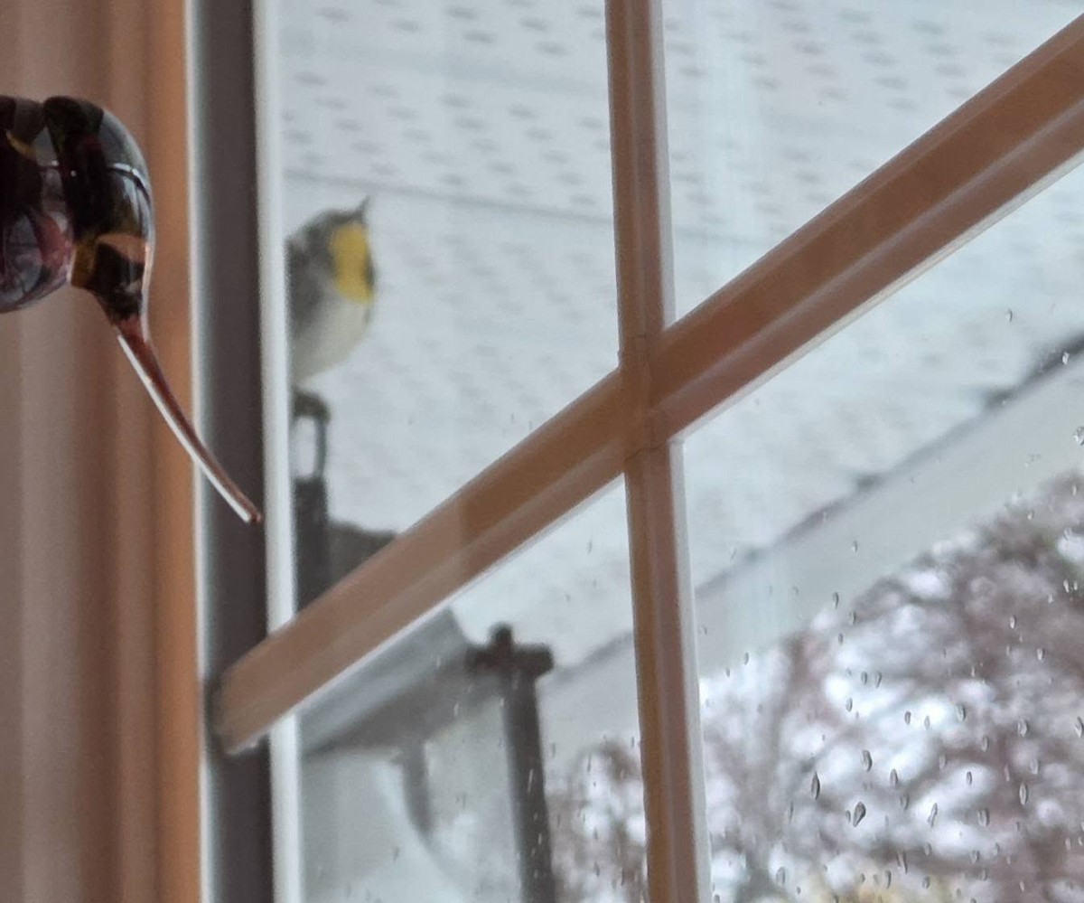 Yellow-throated Warbler - ML644908300