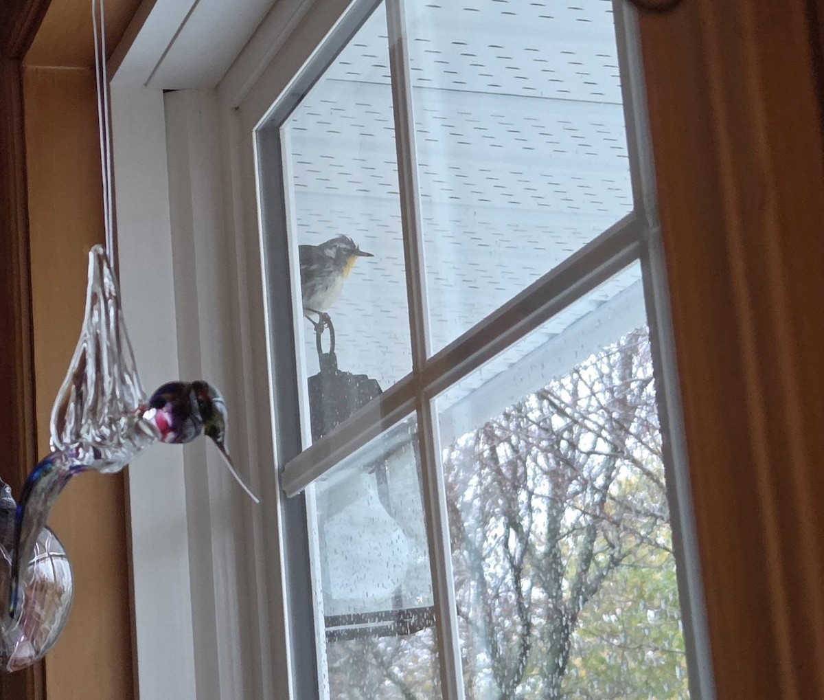 Yellow-throated Warbler - ML644908301