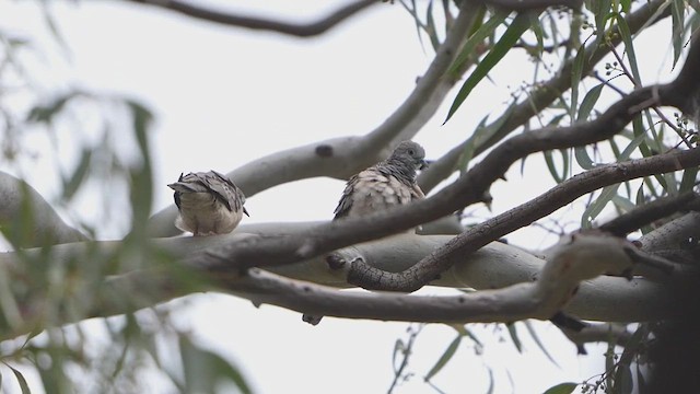 Горлиця австралійська - ML644908316