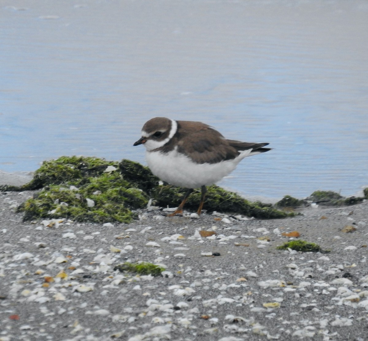 Semipalmated Plover - ML644908323