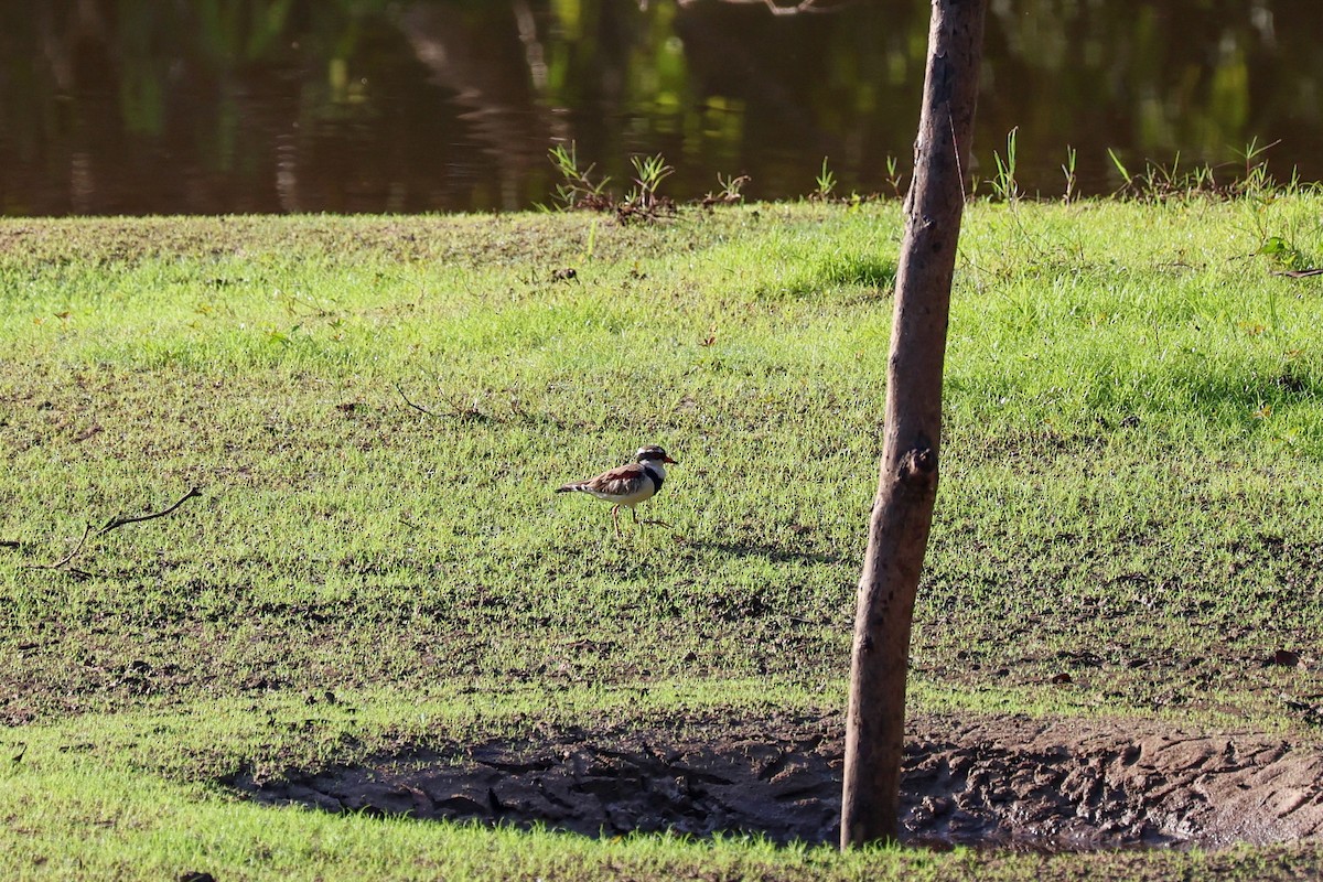 Black-fronted Dotterel - ML644908359