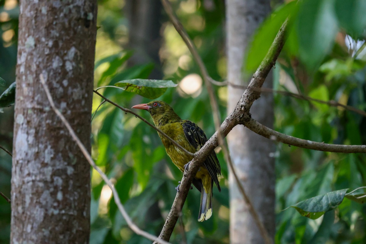 Green Oriole - ML644908376