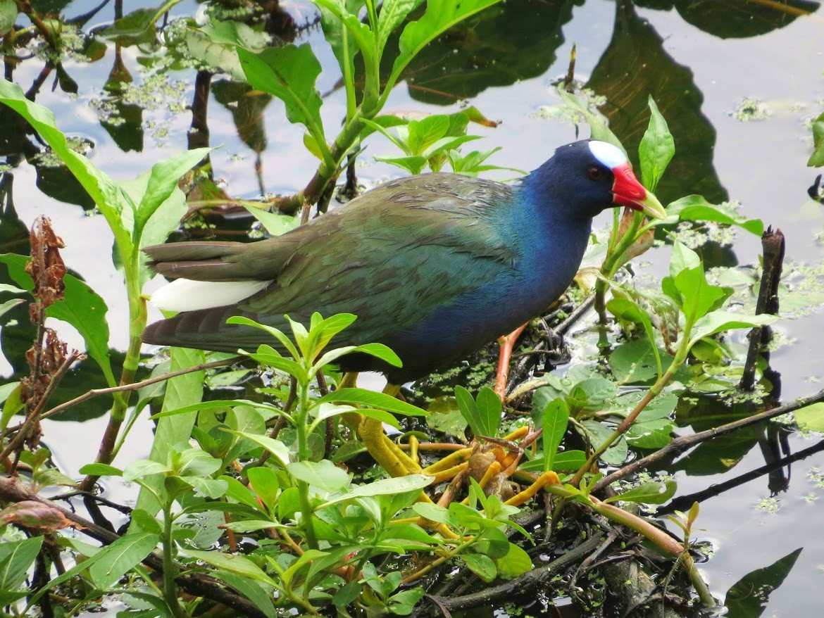 Purple Gallinule - ML644908426