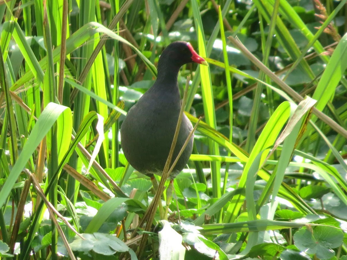 Amerika Sutavuğu - ML644908431