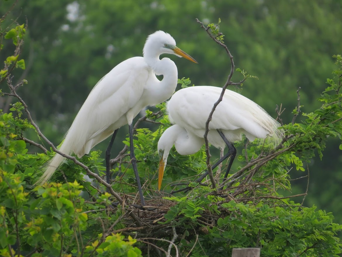 Great Egret - ML644908444