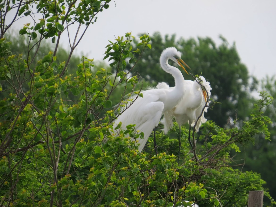 Great Egret - ML644908451