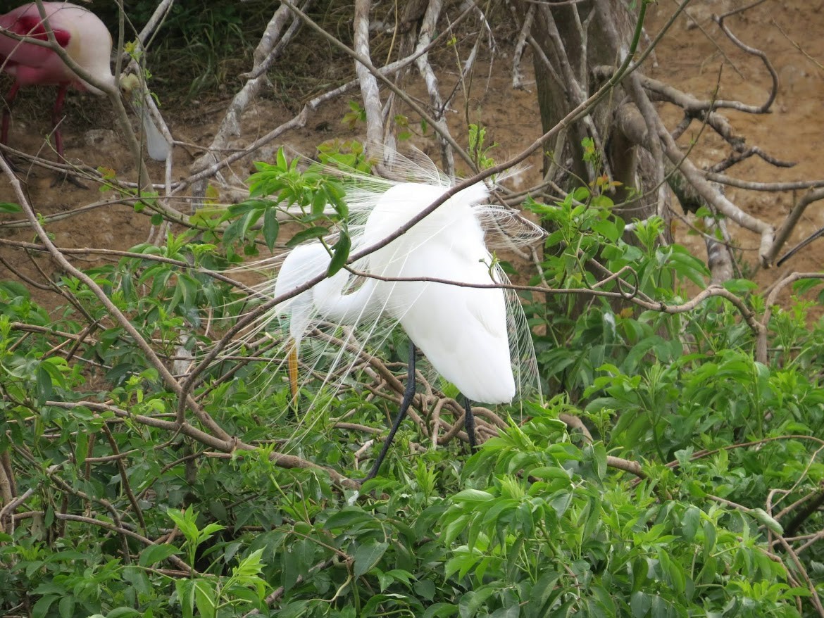Great Egret - ML644908455
