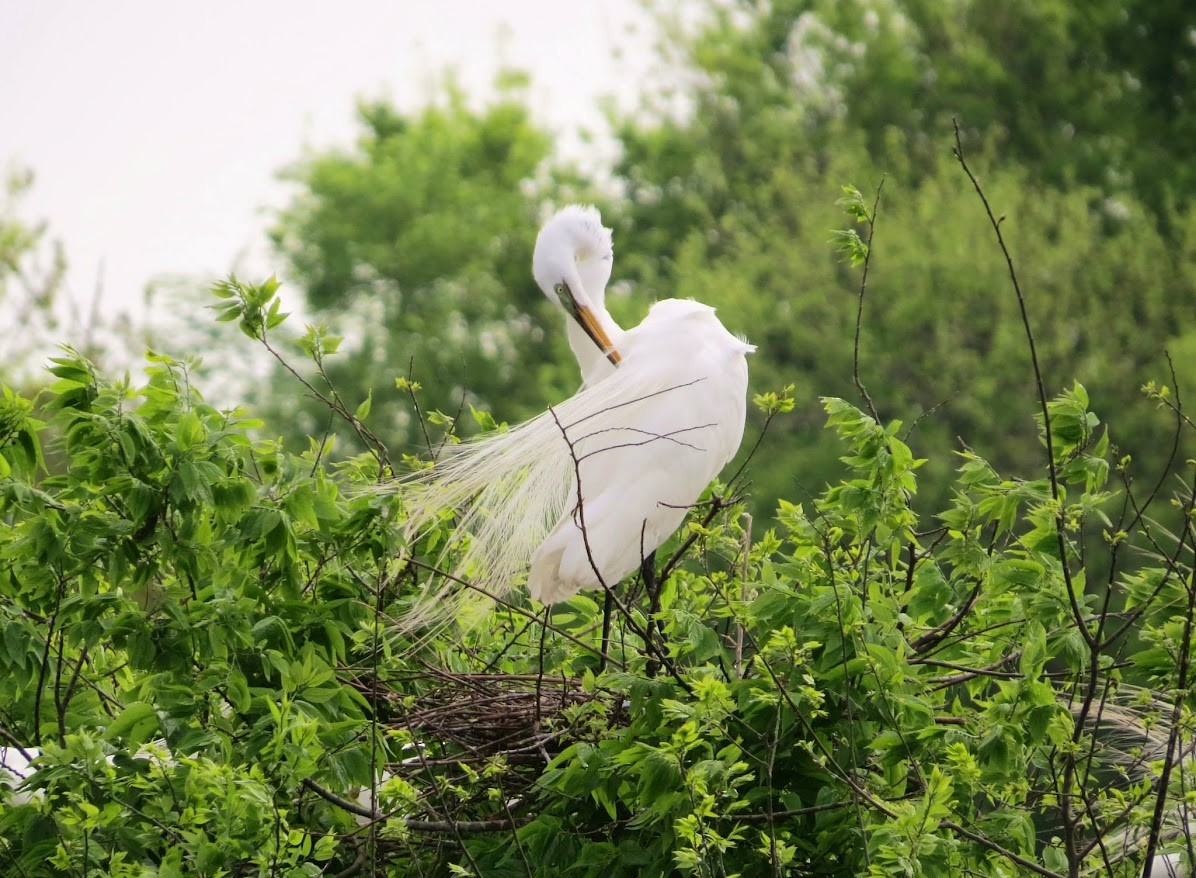 Great Egret - ML644908457