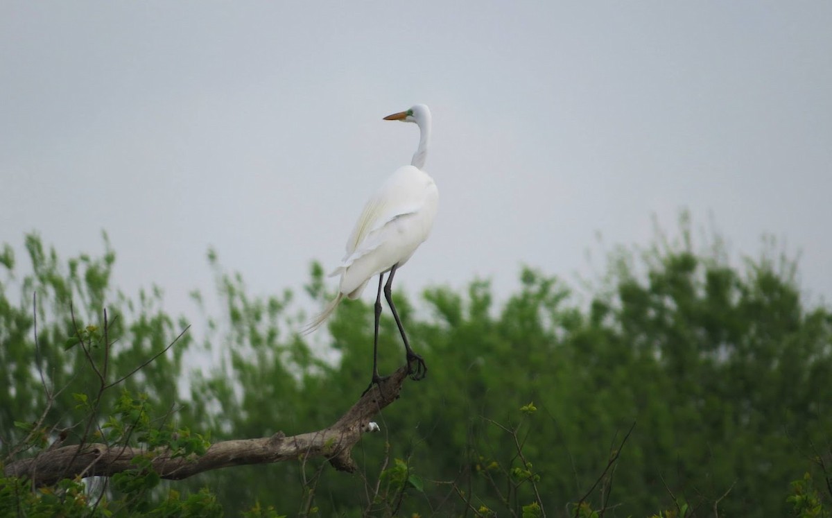 Great Egret - ML644908459