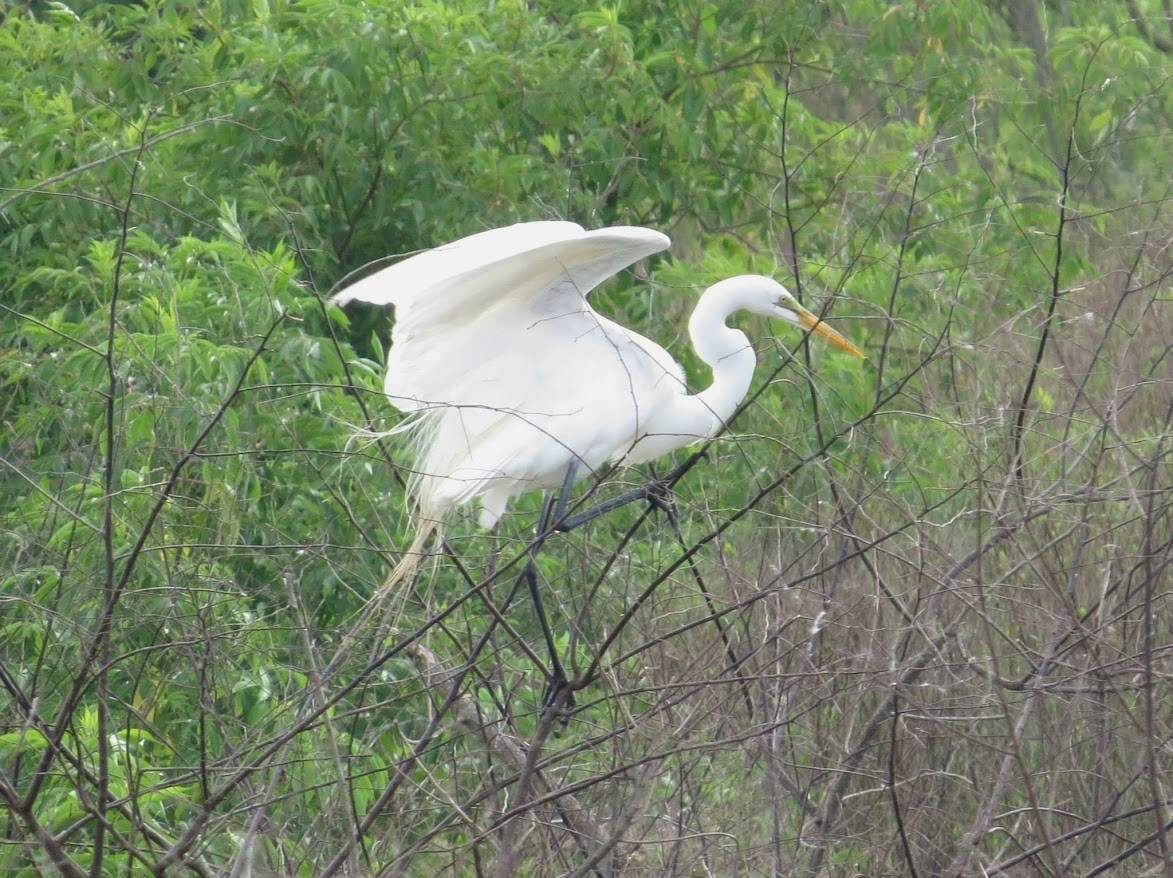 Great Egret - ML644908461