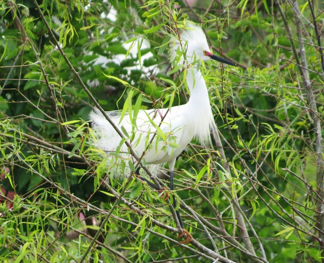 Snowy Egret - ML644908464