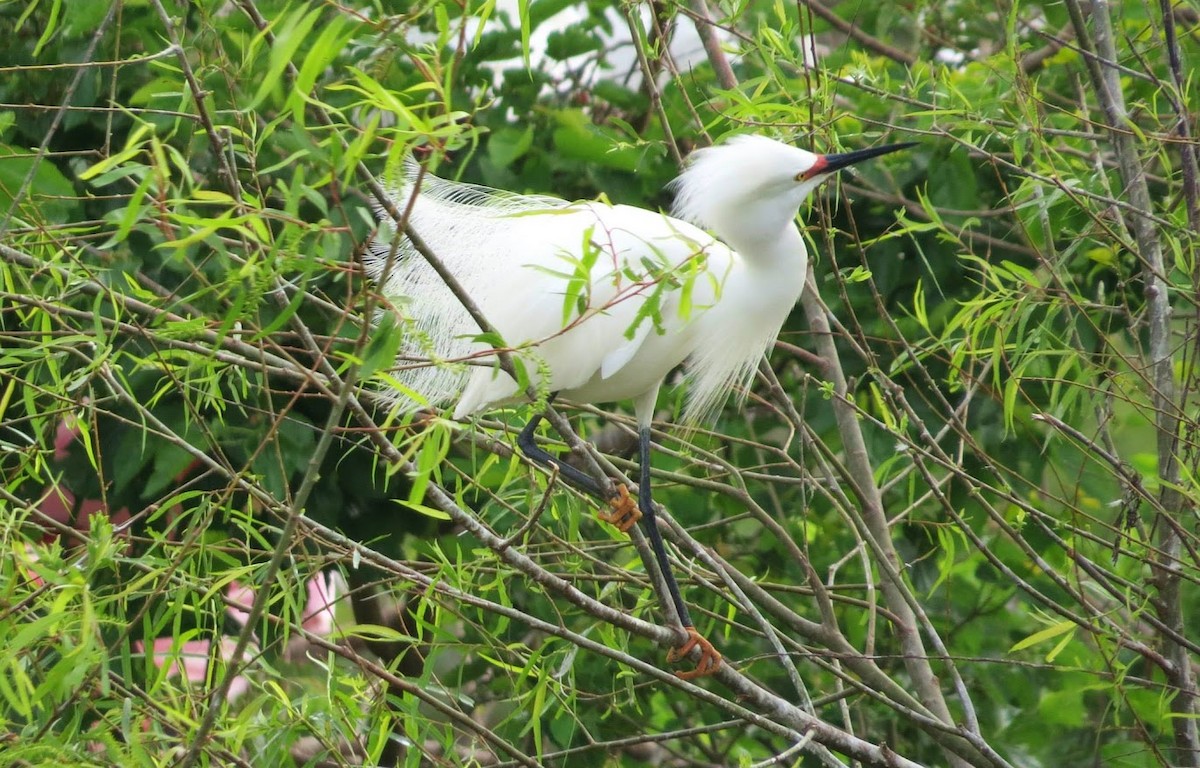 Snowy Egret - ML644908466