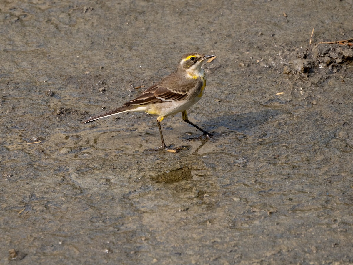 Eastern Yellow Wagtail - ML644908471
