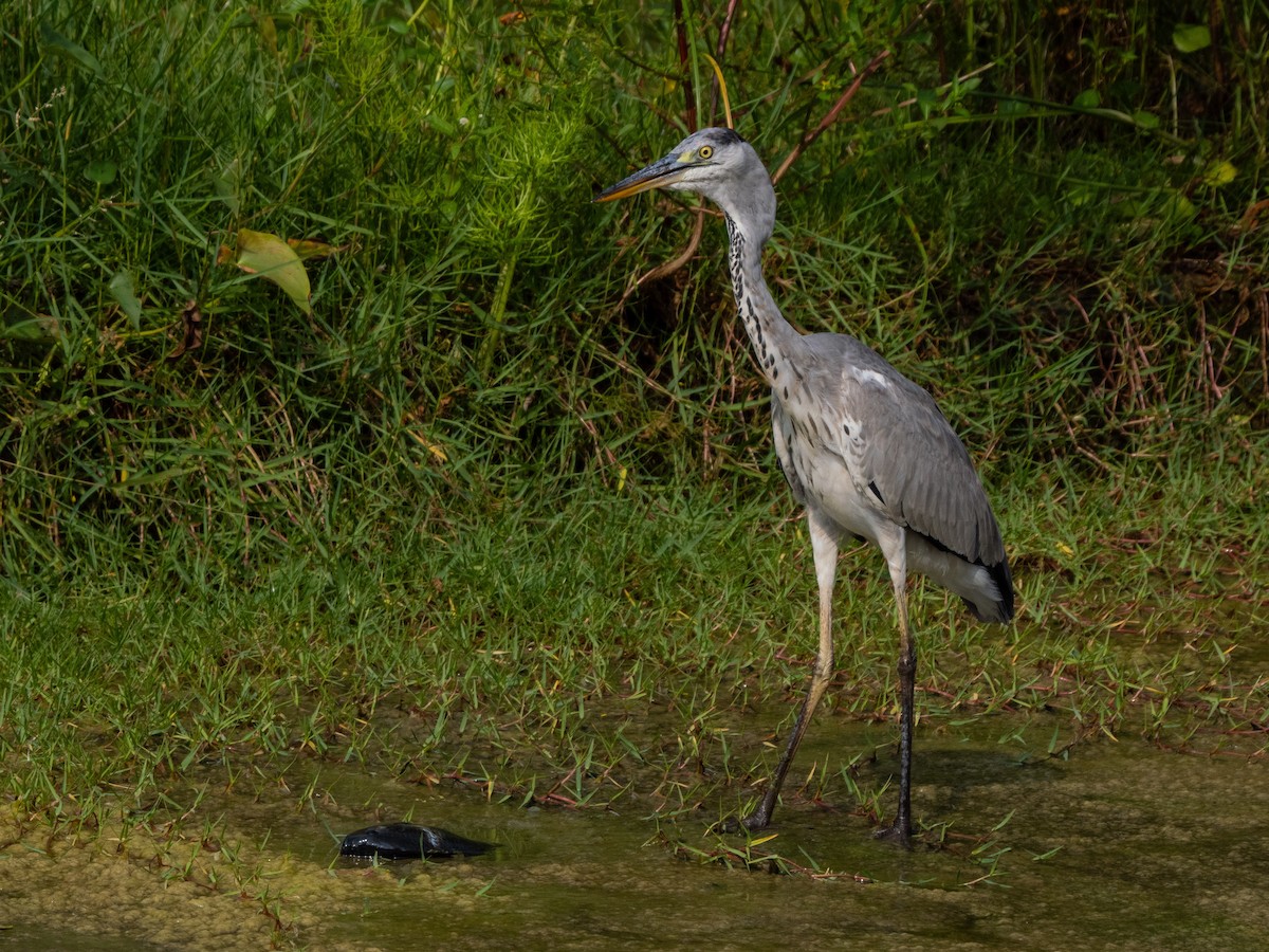 Gray Heron - ML644908476