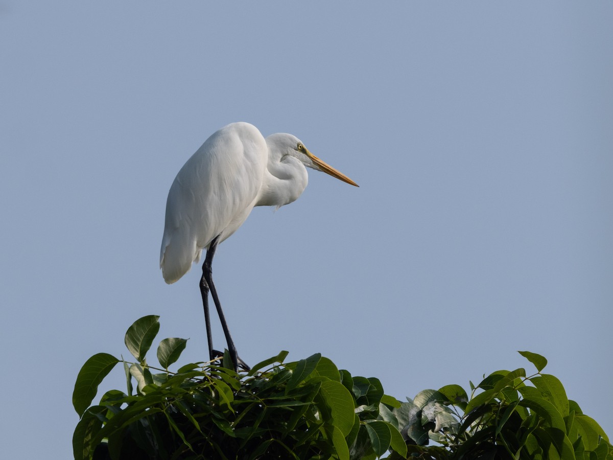 Great Egret - ML644908477