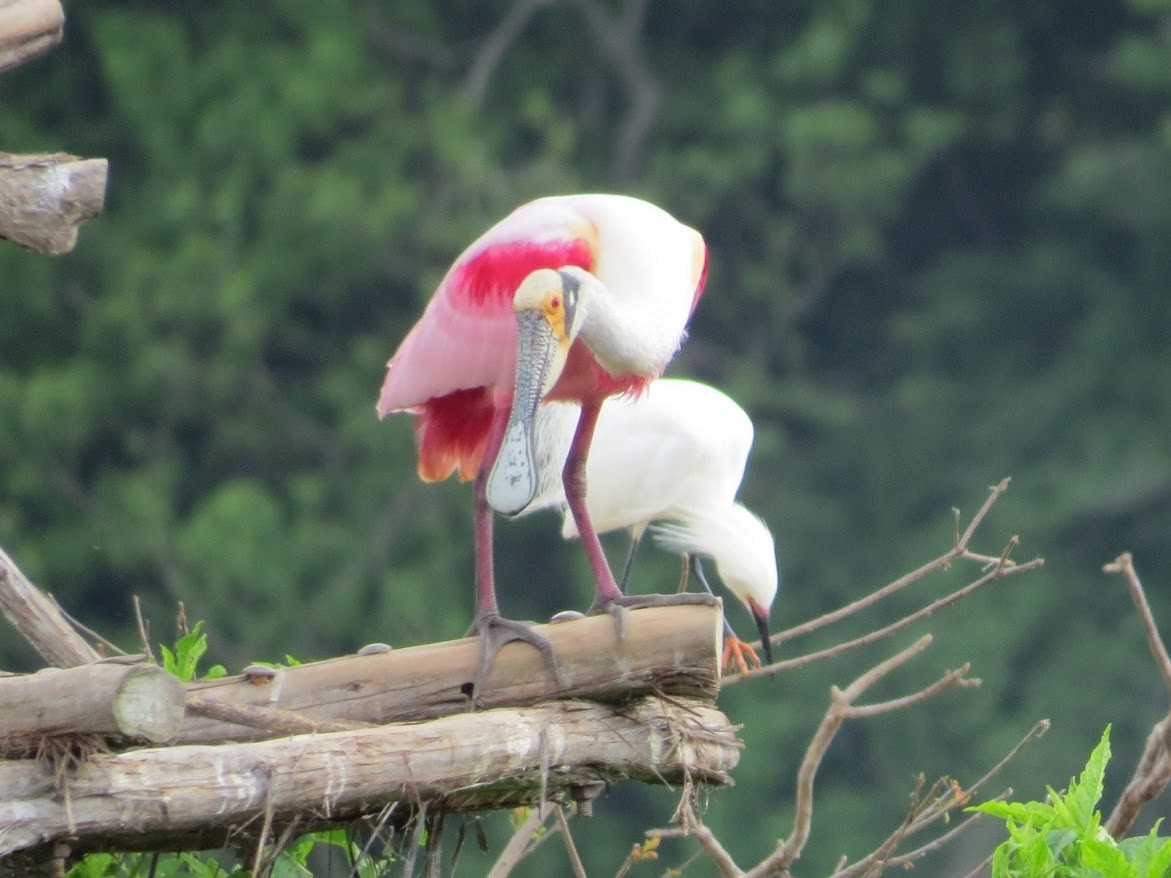 Roseate Spoonbill - ML644908478
