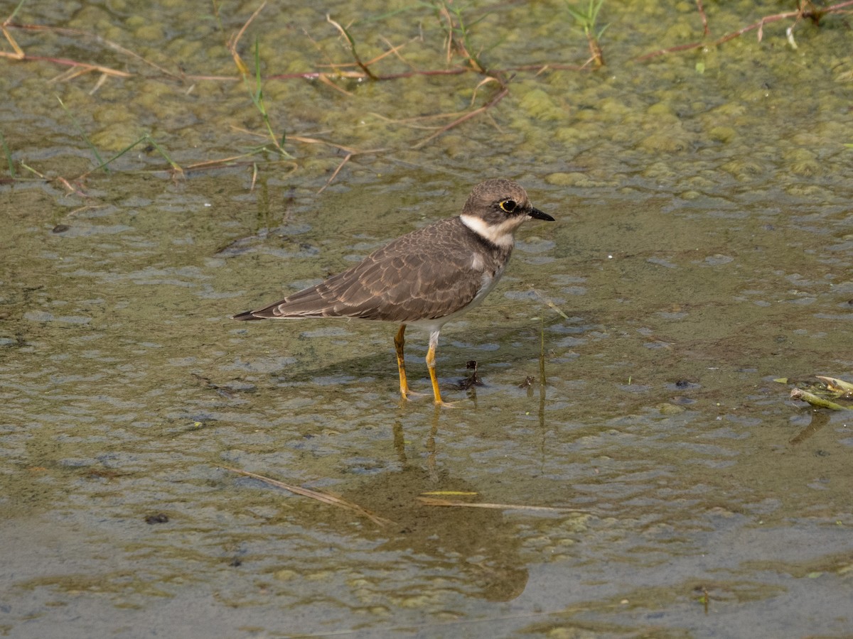 Little Ringed Plover - ML644908480