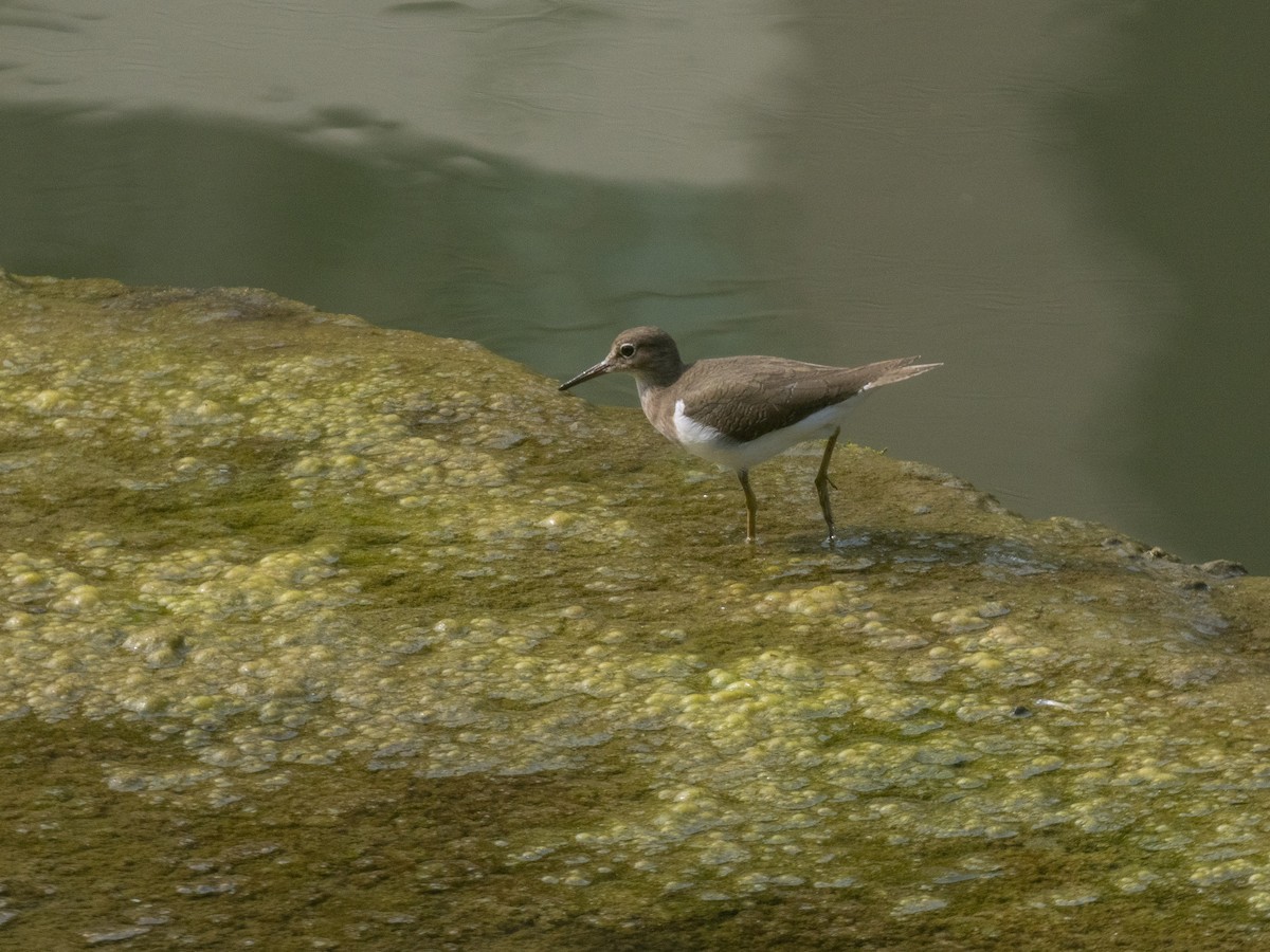 Common Sandpiper - ML644908481