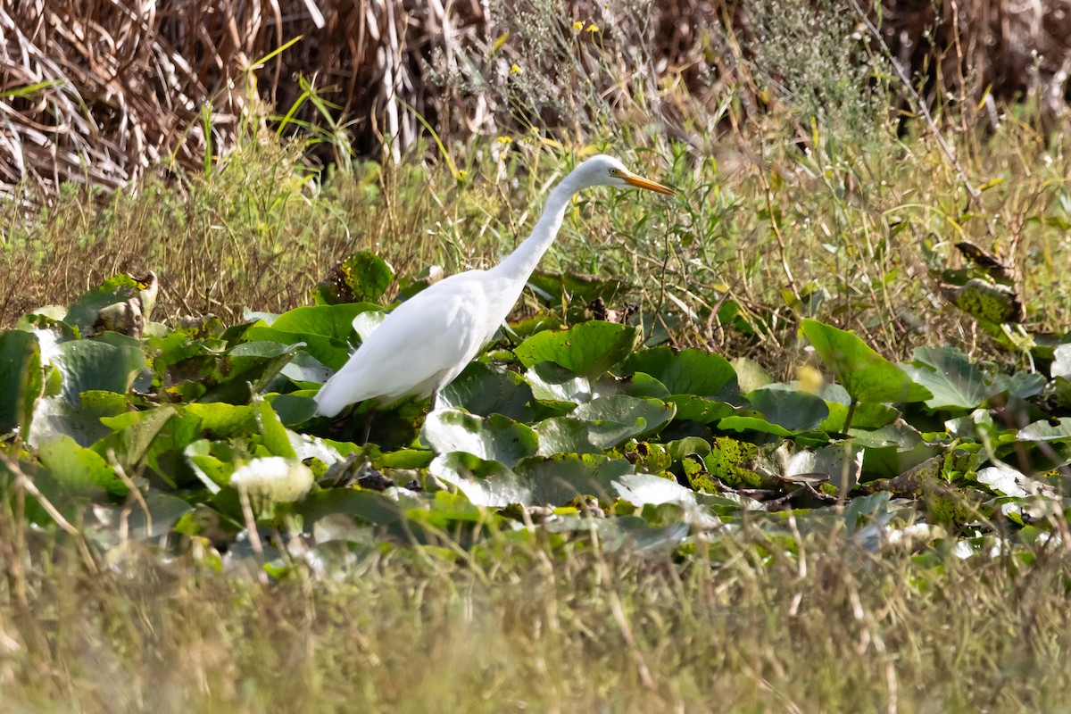 Plumed Egret - ML644908495