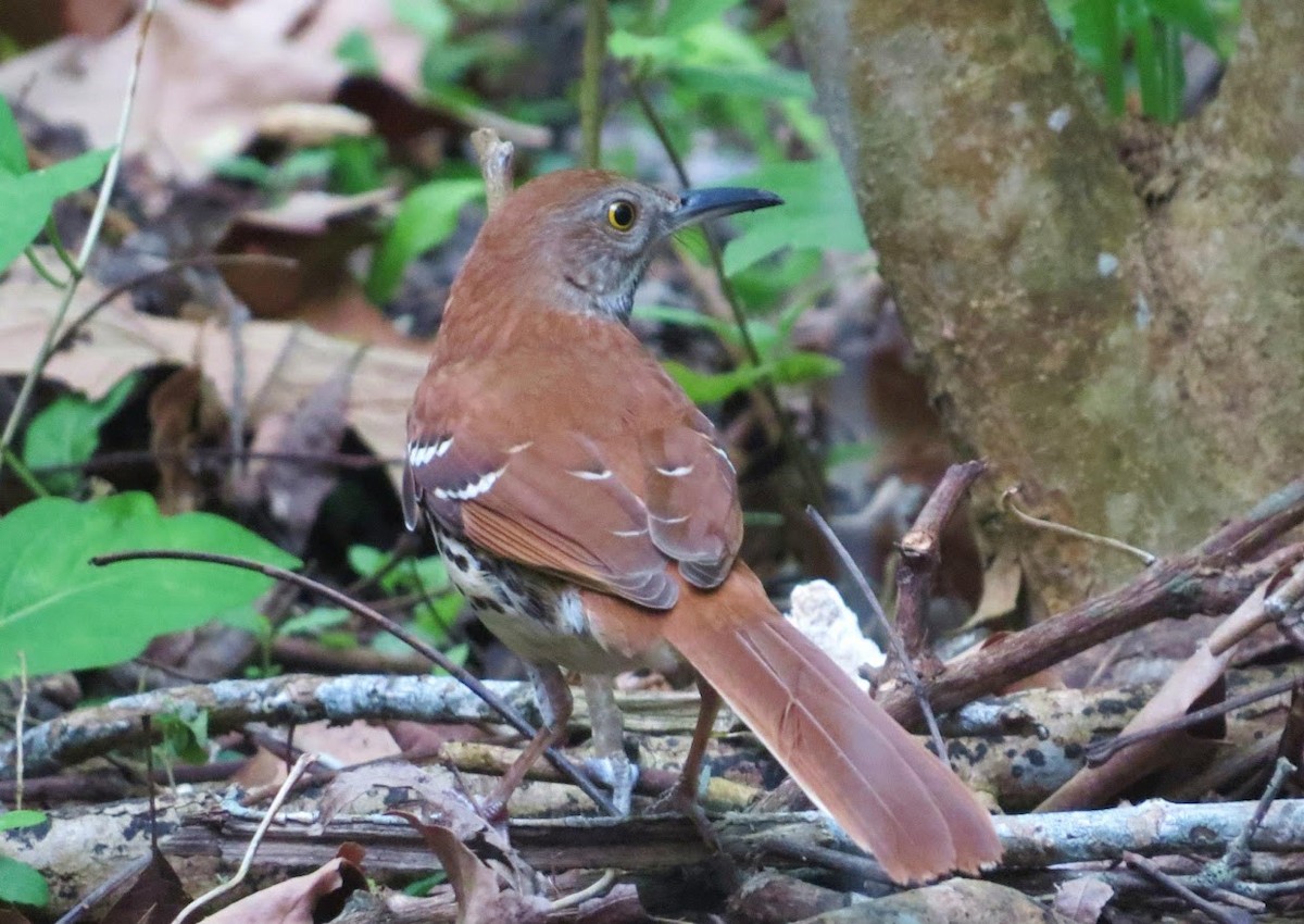 Brown Thrasher - ML644908500