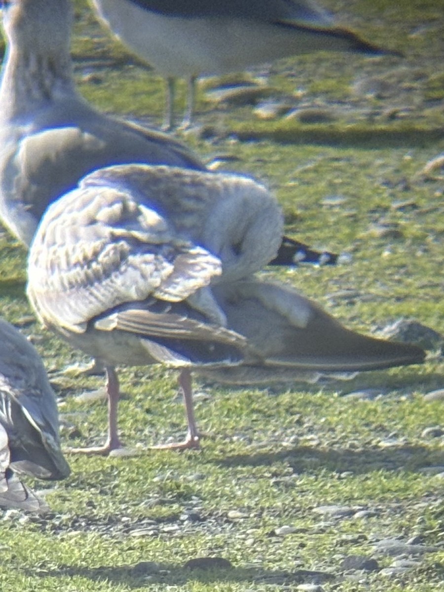 racek americký - ML644908545