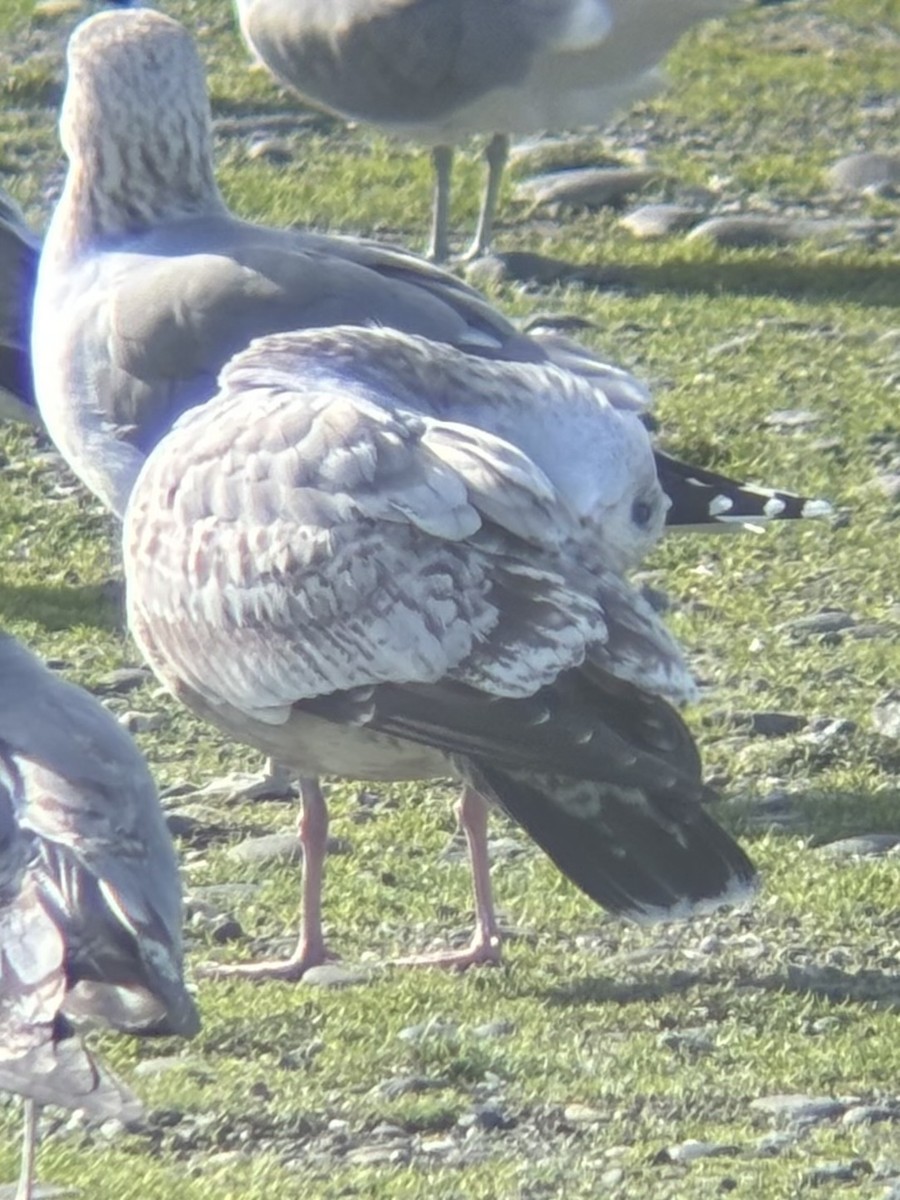 racek americký - ML644908547