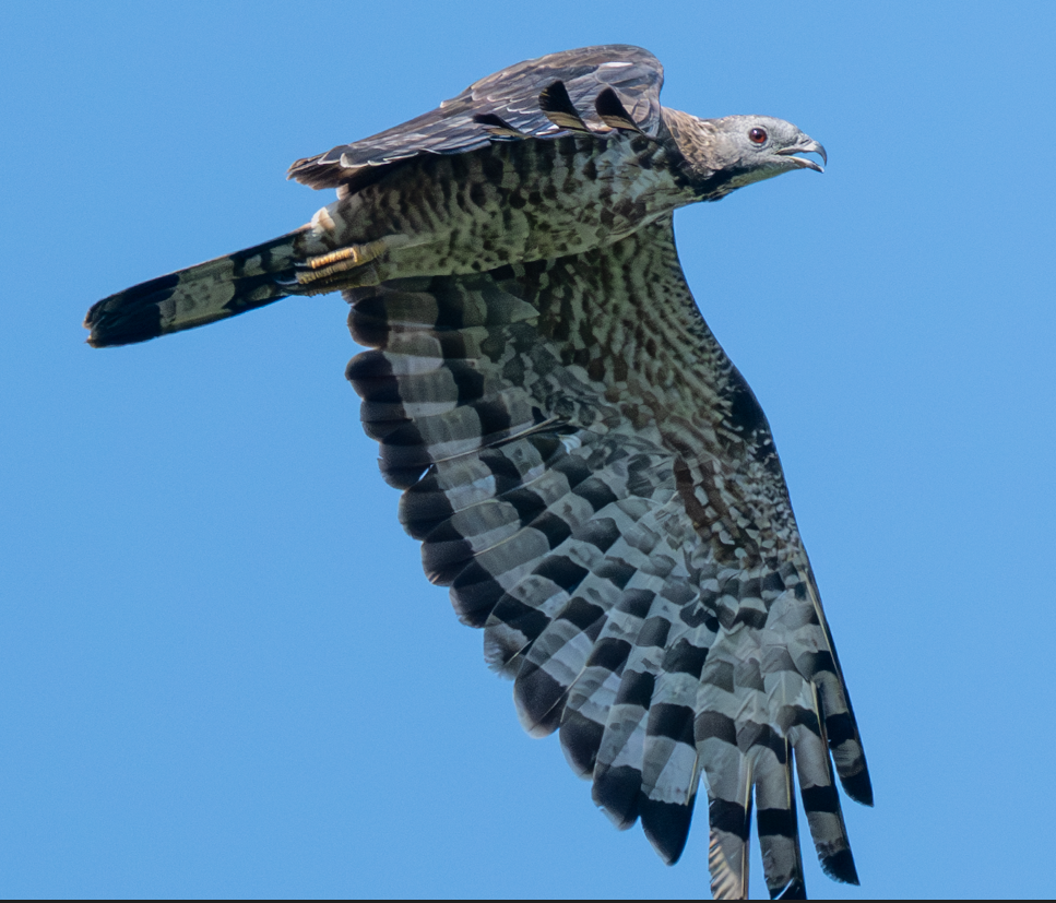 Oriental Honey-buzzard - ML644908572
