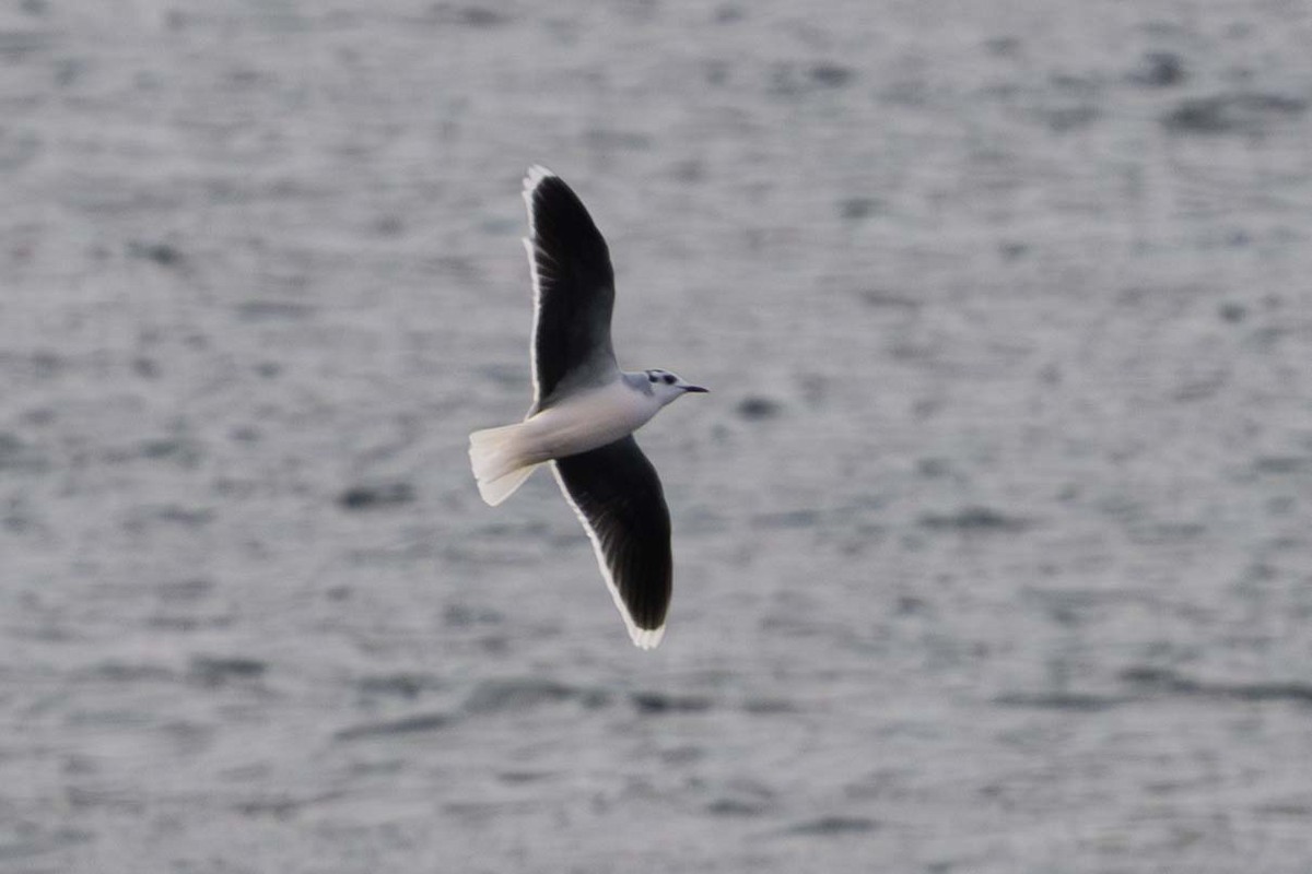 Gabbianello - ML644908585