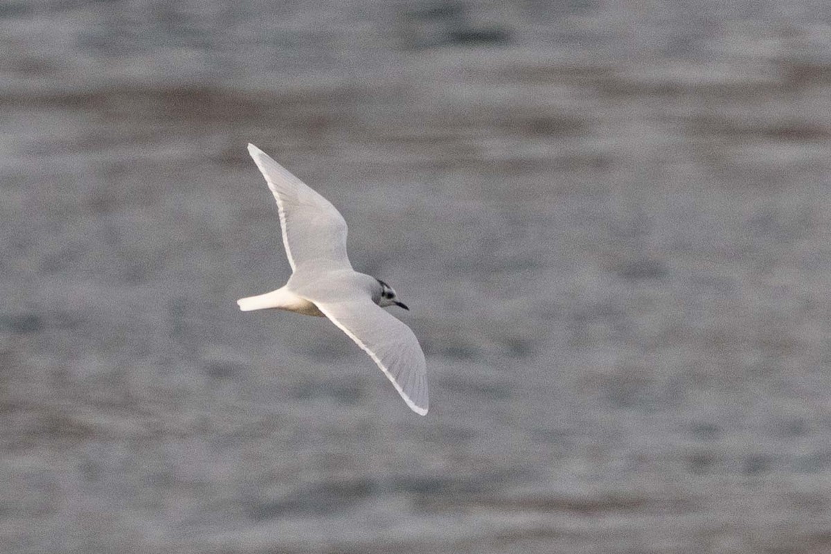 Gabbianello - ML644908586