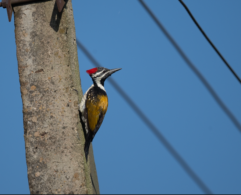 Black-rumped Flameback - ML644908593