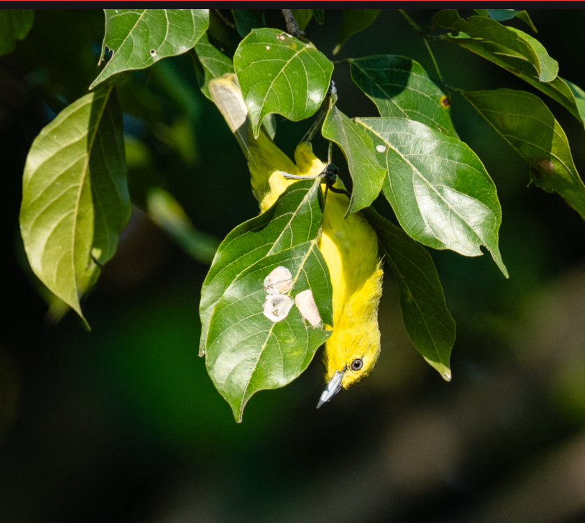 Common Iora - ML644908601