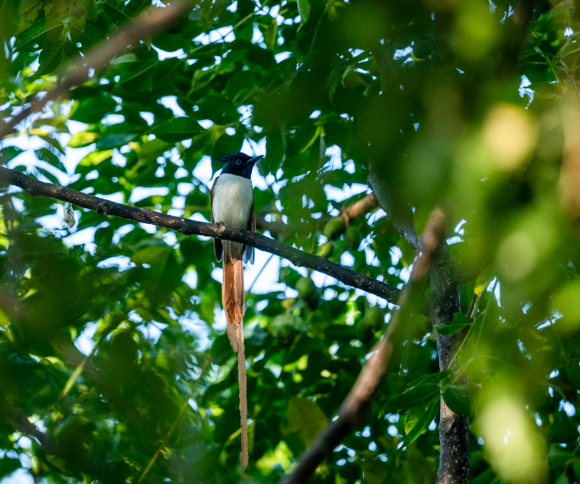 Indian Paradise-Flycatcher - ML644908615