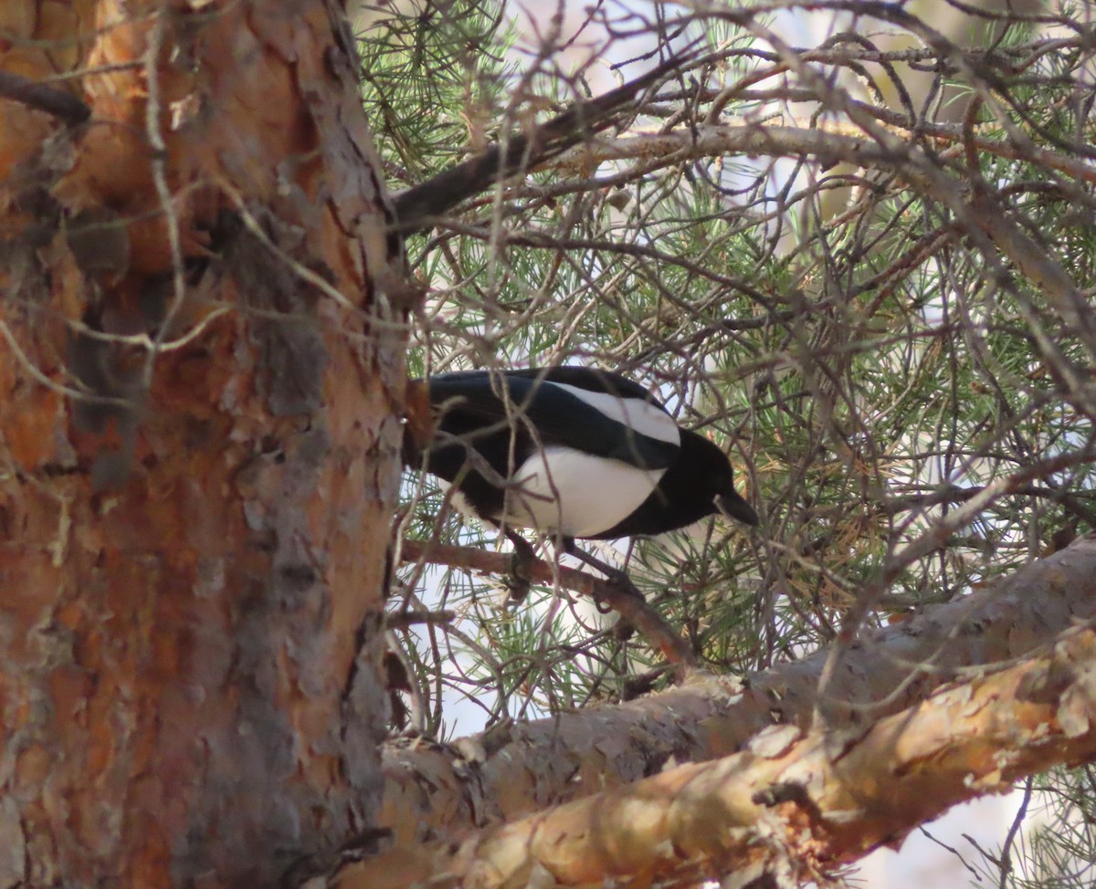 straka americká - ML644908621