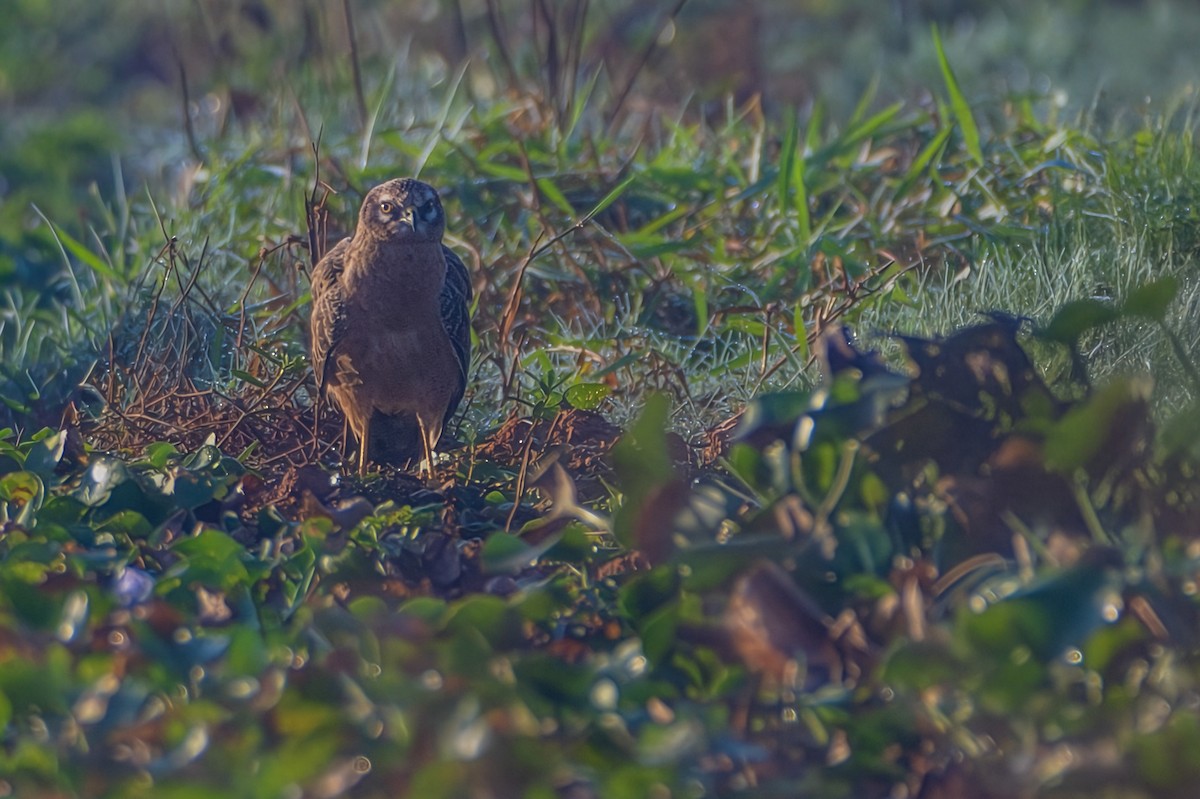 Montagu's Harrier - ML644908623