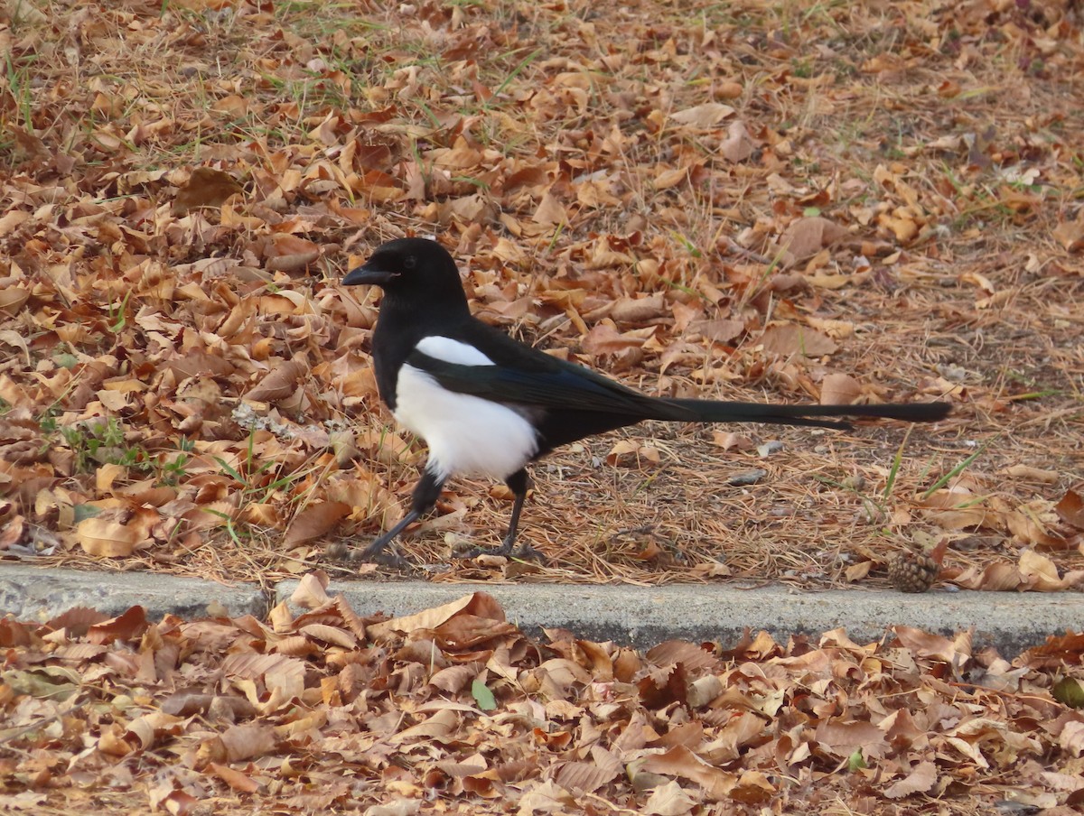 straka americká - ML644908625