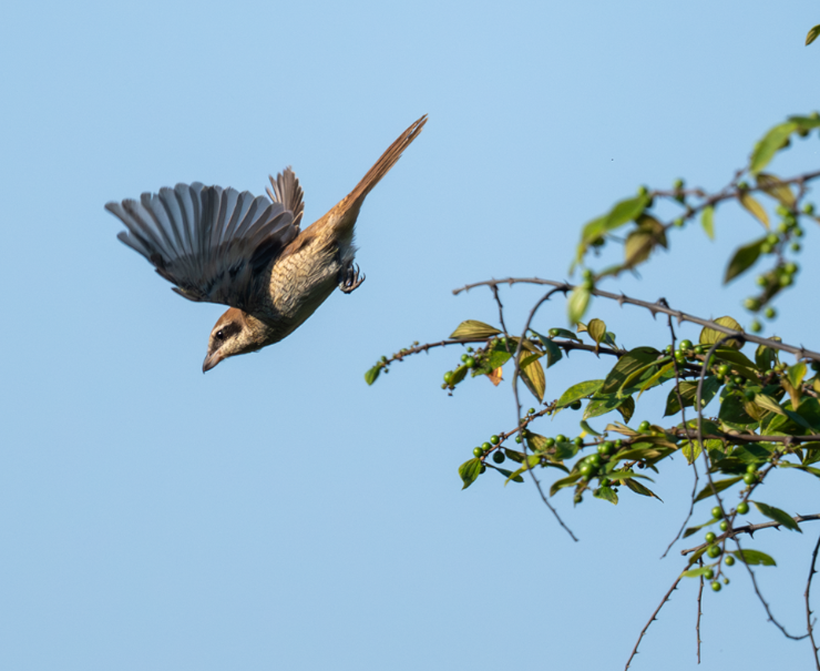 Brown Shrike - ML644908626