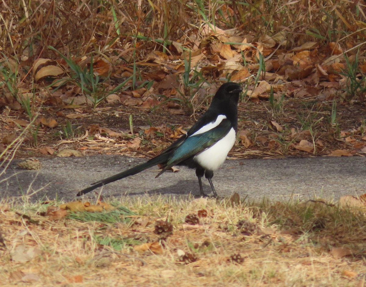 straka americká - ML644908628