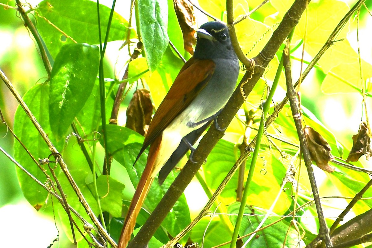 Amur Paradise-Flycatcher - ML644908630