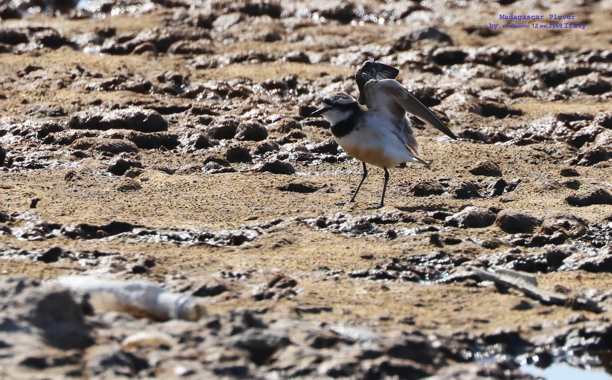 Madagascar Plover - ML644908640