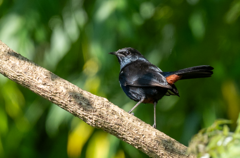 Indian Robin - ML644908646