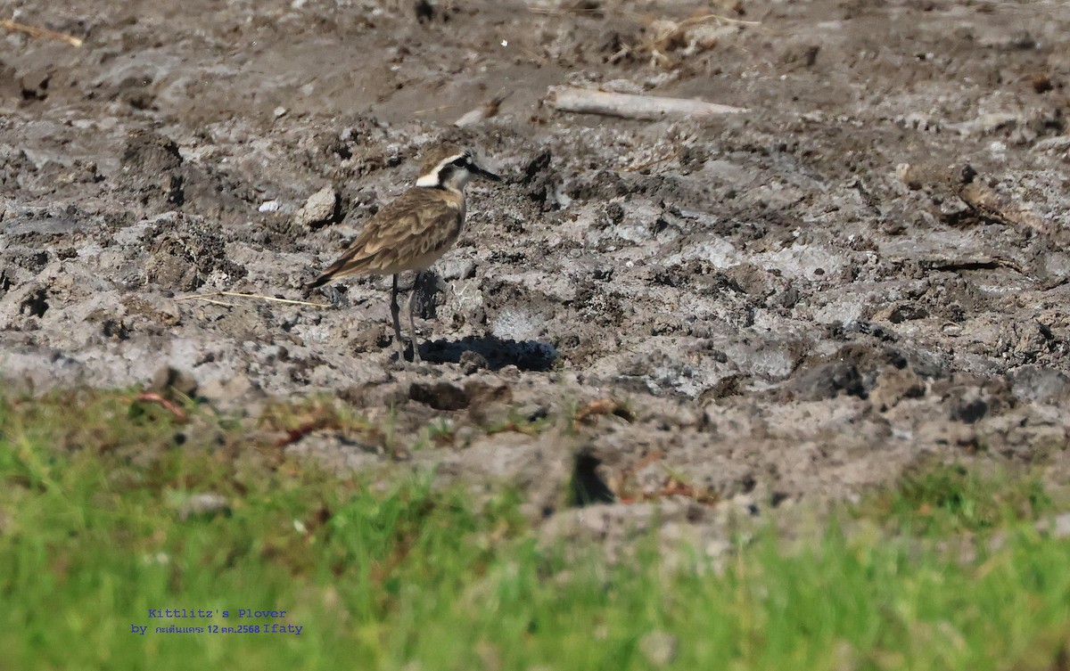 Kittlitz's Plover - ML644908647