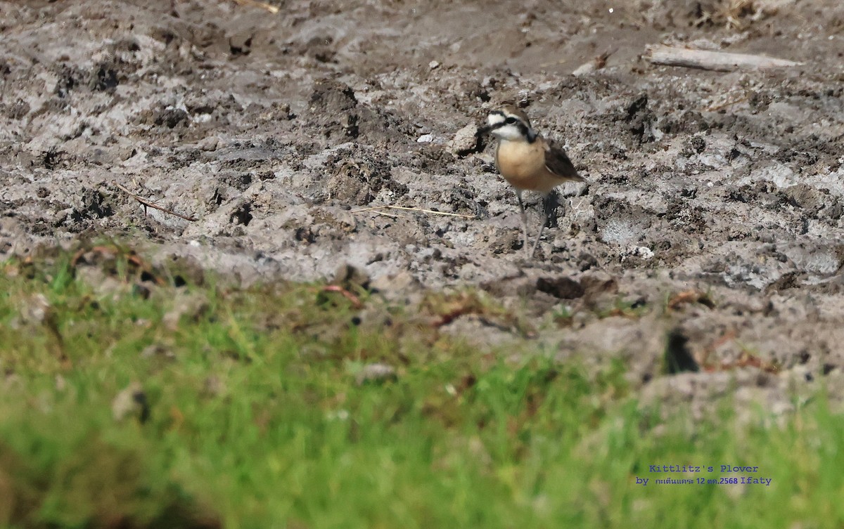 Kittlitz's Plover - ML644908648