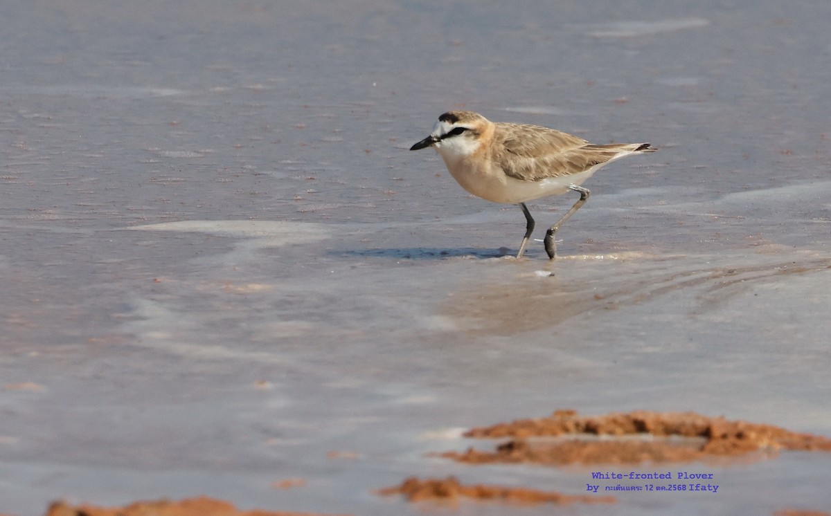 White-fronted Plover - ML644908653