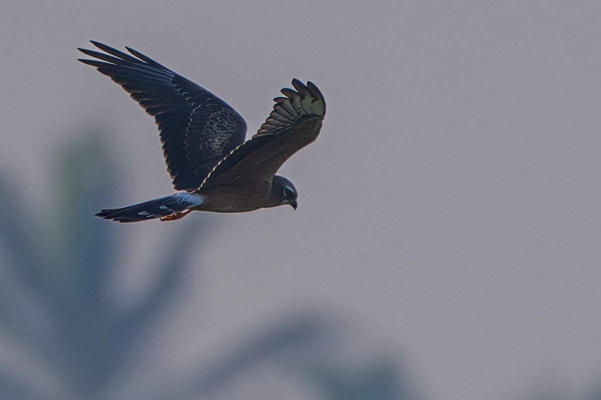 Montagu's Harrier - ML644908668