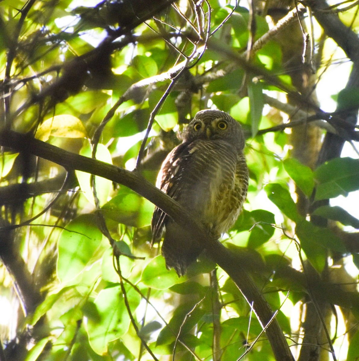 Asian Barred Owlet - ML644908672