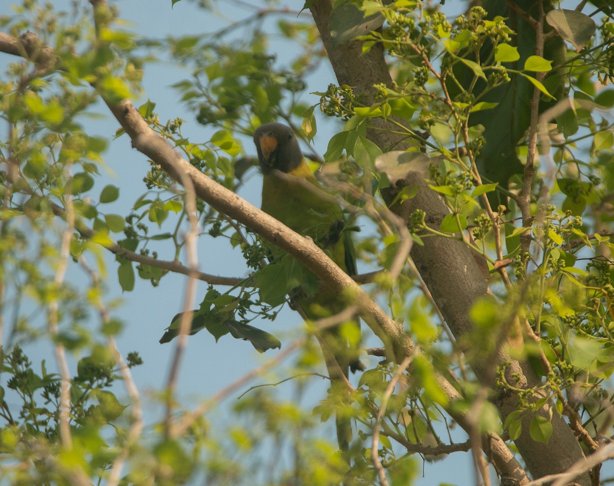 コセイインコ - ML644908674