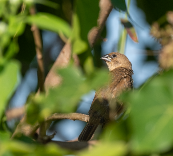 Scaly-breasted Munia - ML644908675